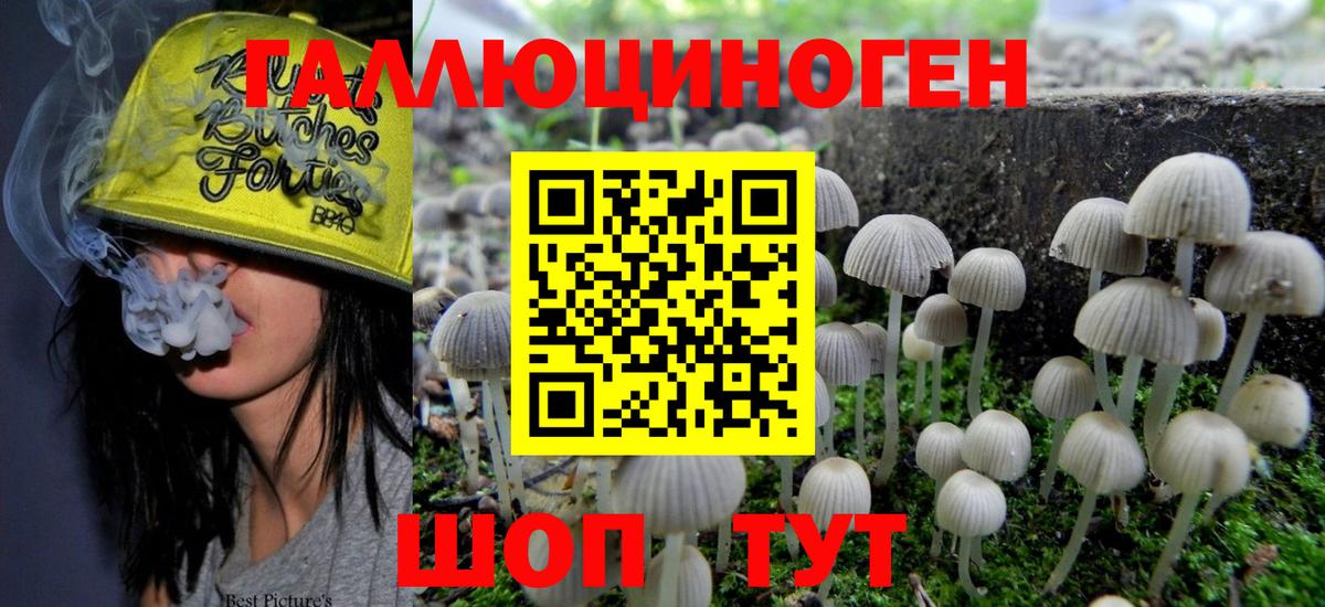 Галлюциногенные грибы Psilocybine cubensis Каменка